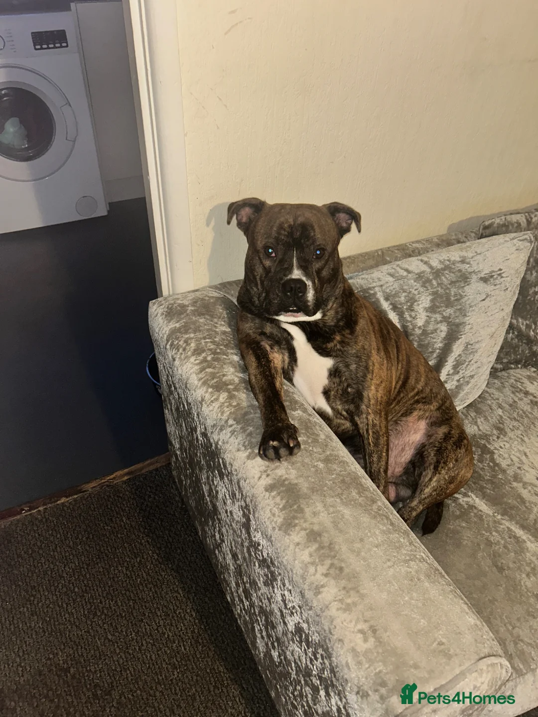 Mixed Breed dogs for adoption: Marley age 3  - Advert 2