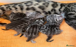 Bengal cats for sale: Stunning Pure Bengals family ❤️ TICA - Image 6