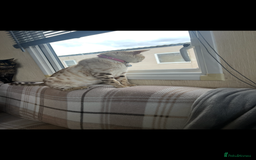 Bengal cats for sale: Female bengal kittens for sale  - Image 11