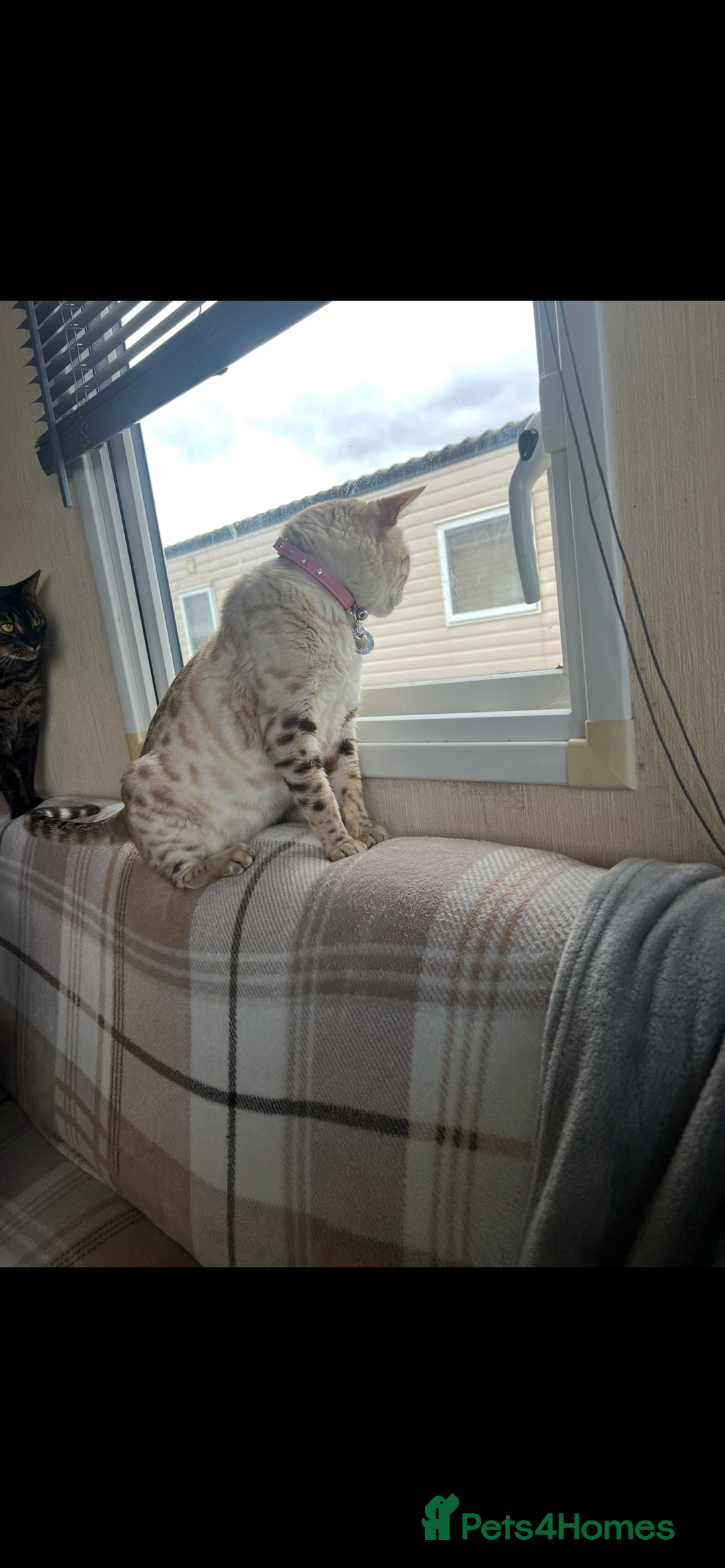 Bengal cats for sale: Female bengal kittens for sale  - Image 11