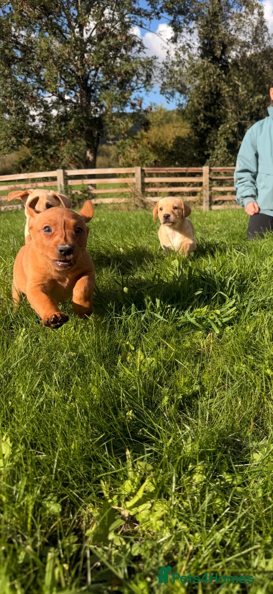 Labrador Retriever dogs Stunning litter of lab puppies for new homes🏡💙🩷 - Advert 2