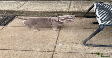 Mixed Breed dogs - Advert 7
