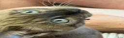 Bengal cats for sale: Seal Solid Silver Mink Bengals ❤️ - Advert 28