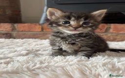 Maine Coon cats for sale: MAINECOON kittens large fluffy  - Image 2