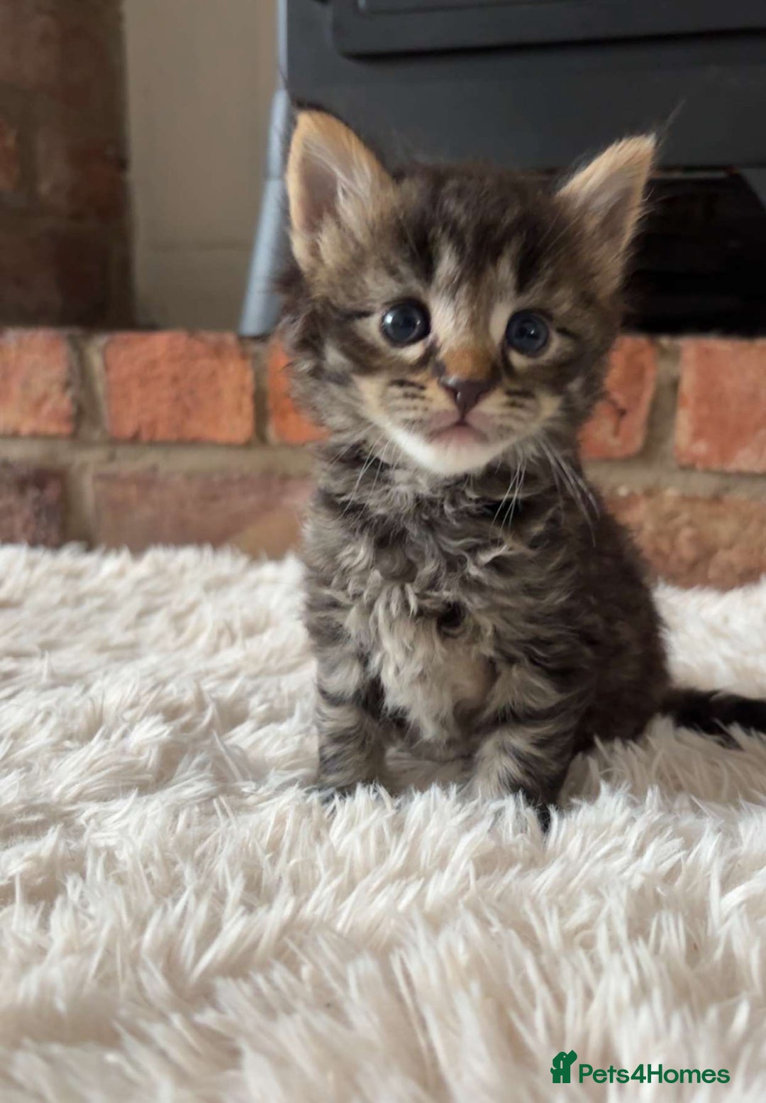 Maine Coon cats for sale: MAINECOON kittens large fluffy  - Image 2