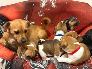 Jack Russell dogs 6 striking puppies - Advert 4