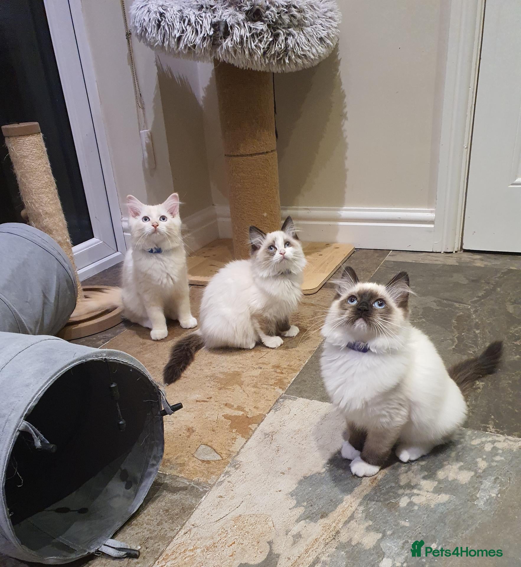 Ragdoll cats 💖Beautiful GCCF Registered Ragdoll Kittens. - Advert 2