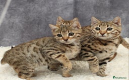 Bengal cats for sale: 🔥Stunning Bengal Kittens last little girl left 🔥 - Image 7