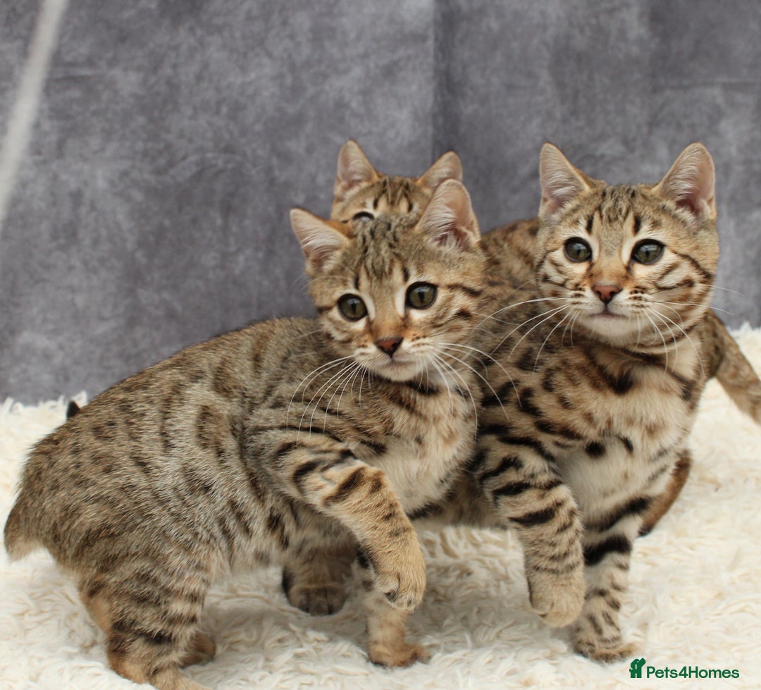 Bengal cats for sale: 🔥Stunning Bengal Kittens last little girl left 🔥 - Image 7