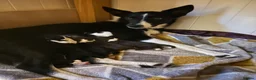 Sprollie dogs for sale: Sprollie pups for sale in Kilmarnock - Advert 2