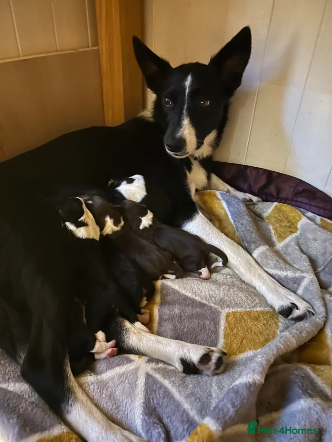 Sprollie dogs for sale: Sprollie pups for sale in Kilmarnock - Advert 2