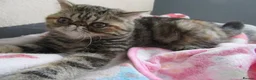 Exotic cats for sale:  Beautiful Exotic female kittens Ready now - Advert 15