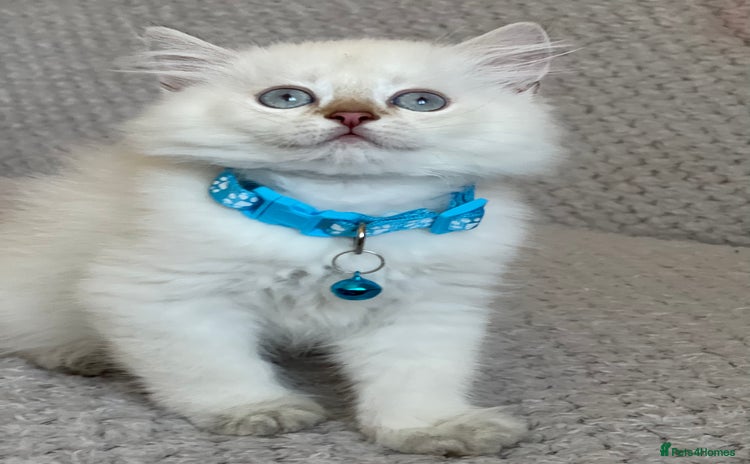 British Longhair cats - Advert 4