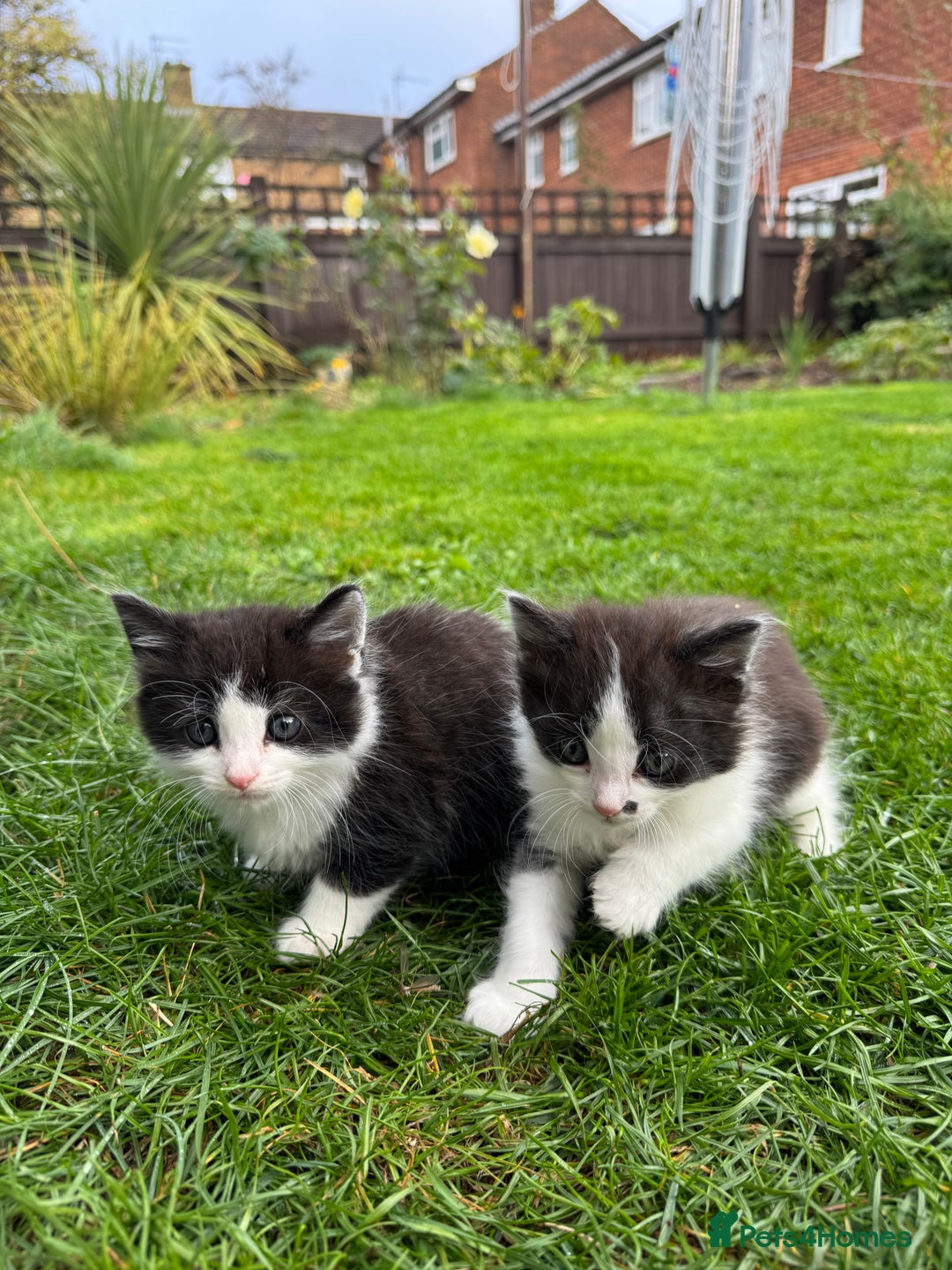 European cats for sale: Cat is looking for a new family  - Image 8