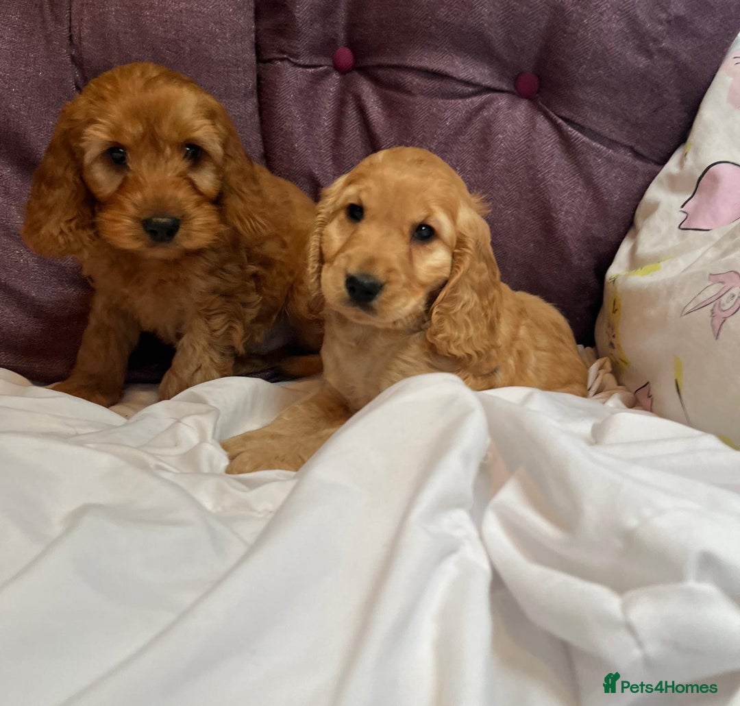Cockapoo dogs for sale: cockapoo puppy's cv67ee - Advert 9