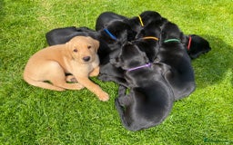 Labrador Retriever dogs for stud: KC Labrador, Health and DNA-Tested, Proven Stud in Cobham - Image 24