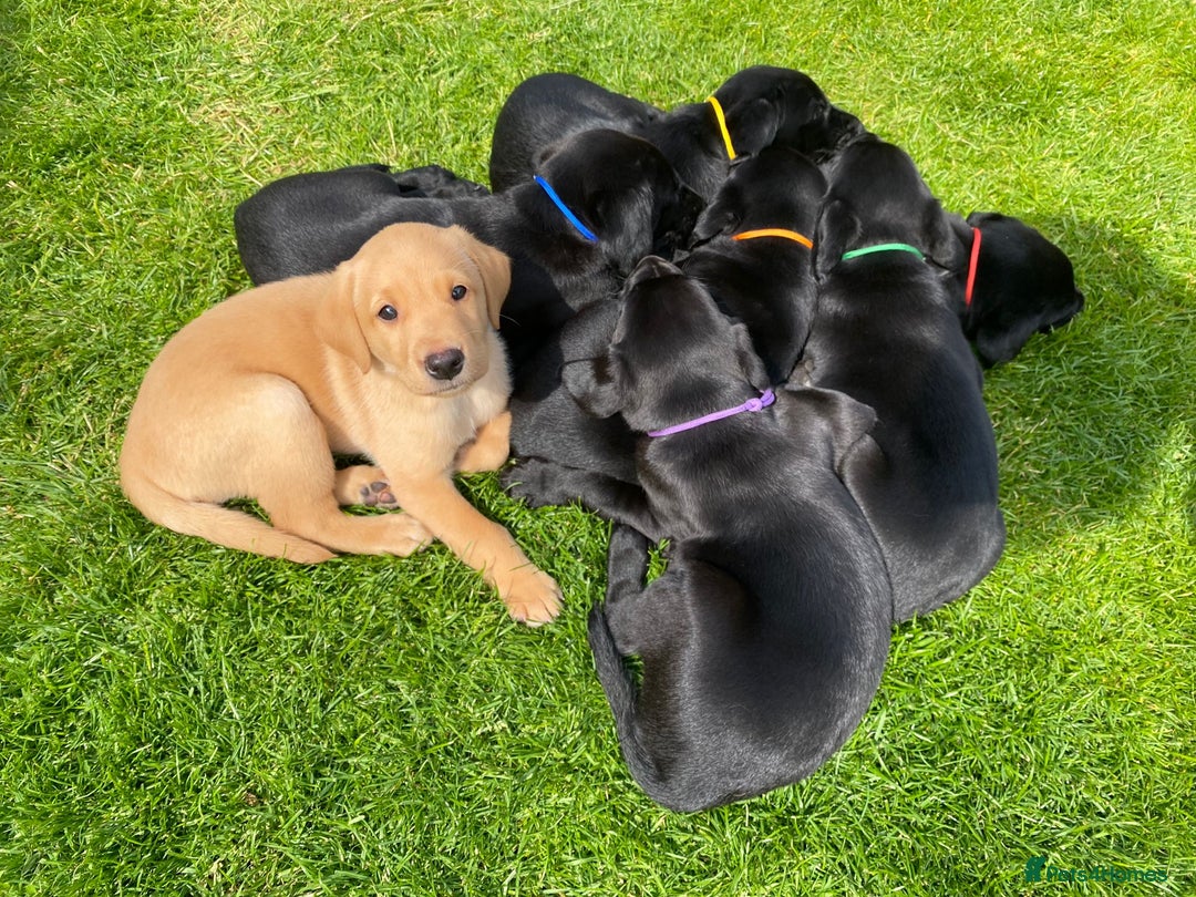 Labrador Retriever dogs for stud: KC Labrador, Health and DNA-Tested, Proven Stud in Cobham - Image 24