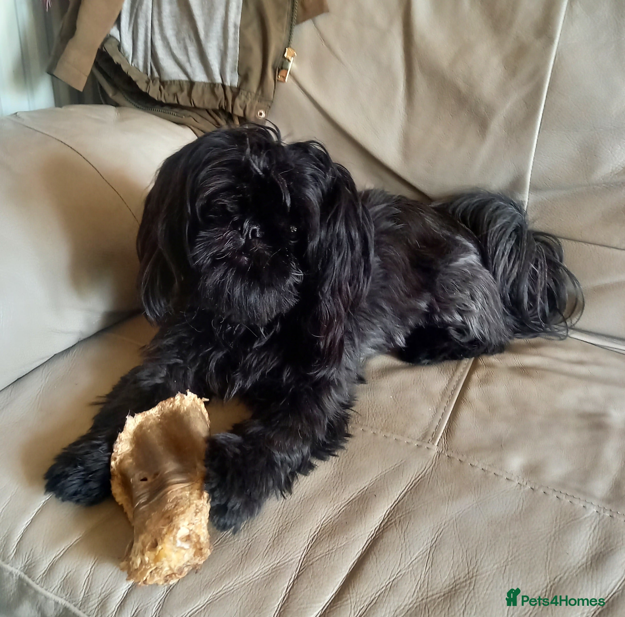 Shih Tzu dogs K.c registered shih tzu  - Advert 1