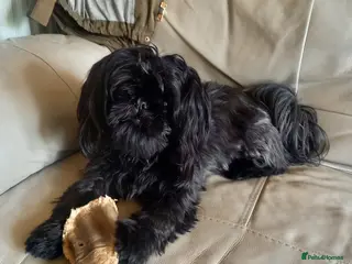 Shih Tzu dogs K.c registered shih tzu - Advert 1