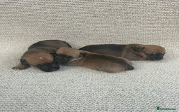 Jack Russell dogs for sale: Jack russel puppies  - Image 4