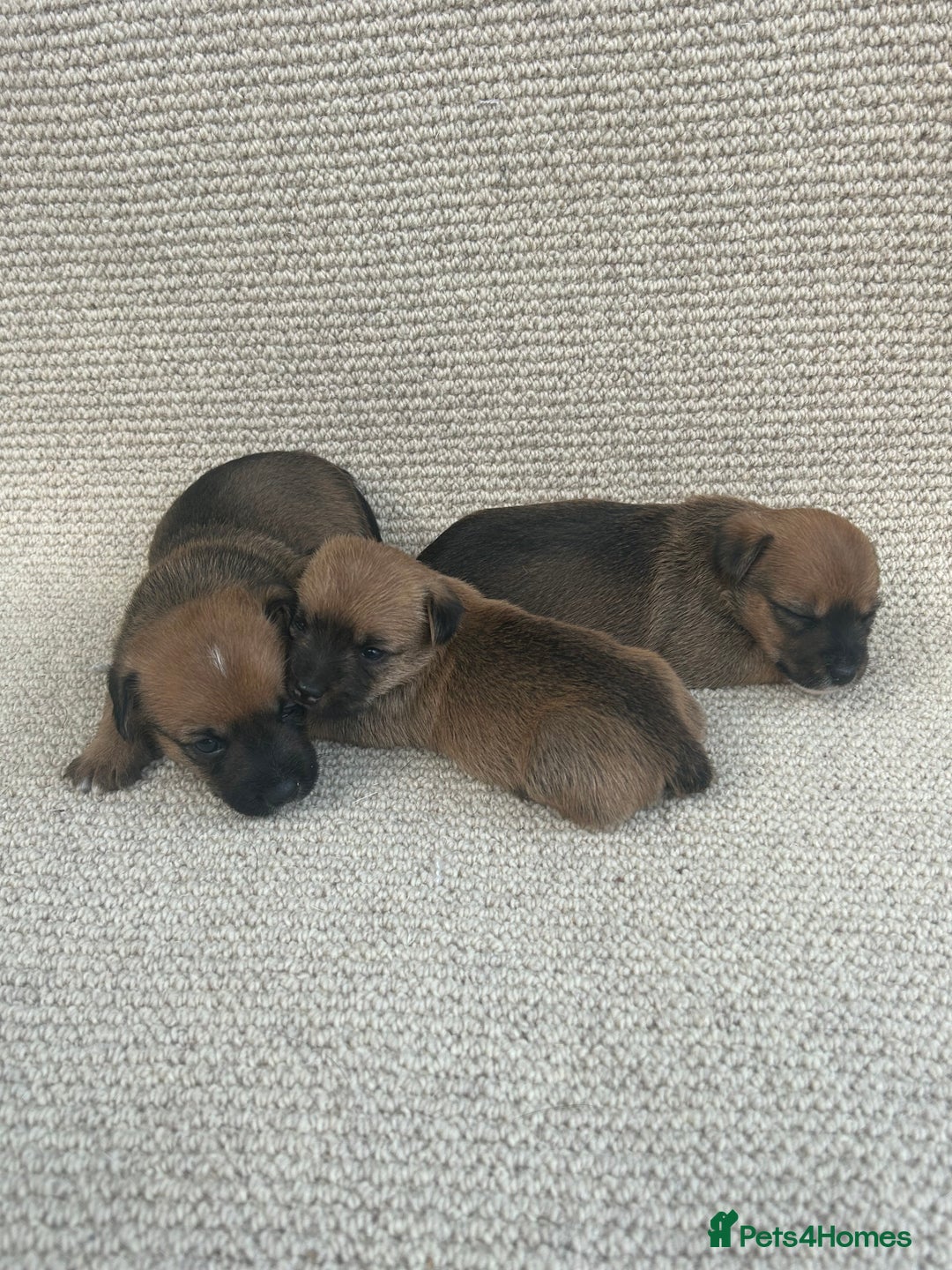 Jack Russell dogs for sale: Jack russel puppies  - Image 4
