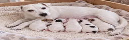 Parson Russell dogs for sale: Quality Parson Russell Puppies - Advert 10