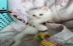 Ragdoll cats for sale: 2 left! Female Ragdoll mix kittens for sale  - Image 15