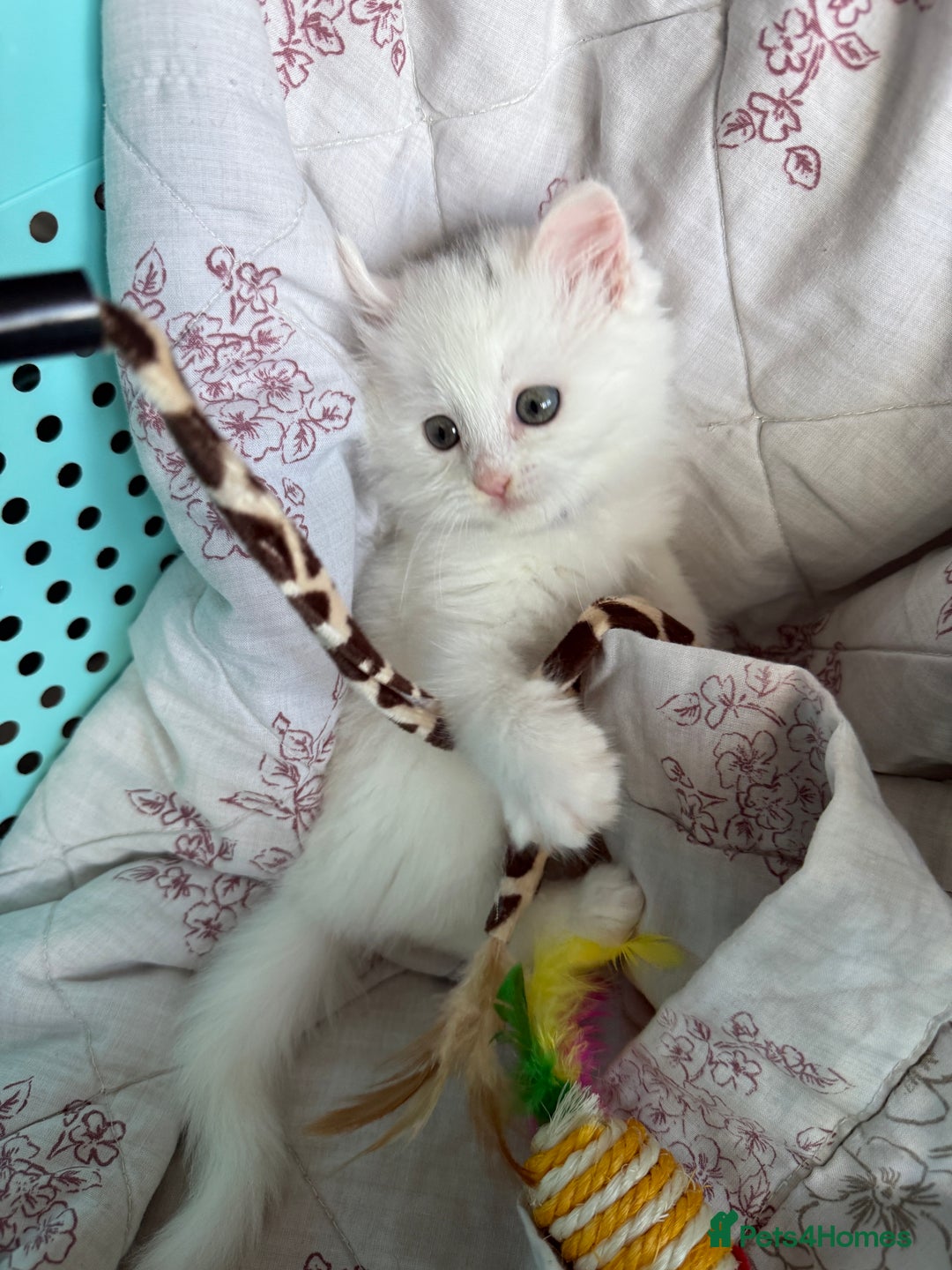 Ragdoll cats for sale: 2 left! Female Ragdoll mix kittens for sale  - Image 15
