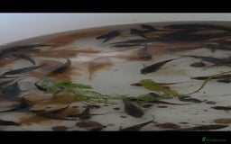Killifish fish for sale: the fish that are in the photo Read the descriptio - Image 9
