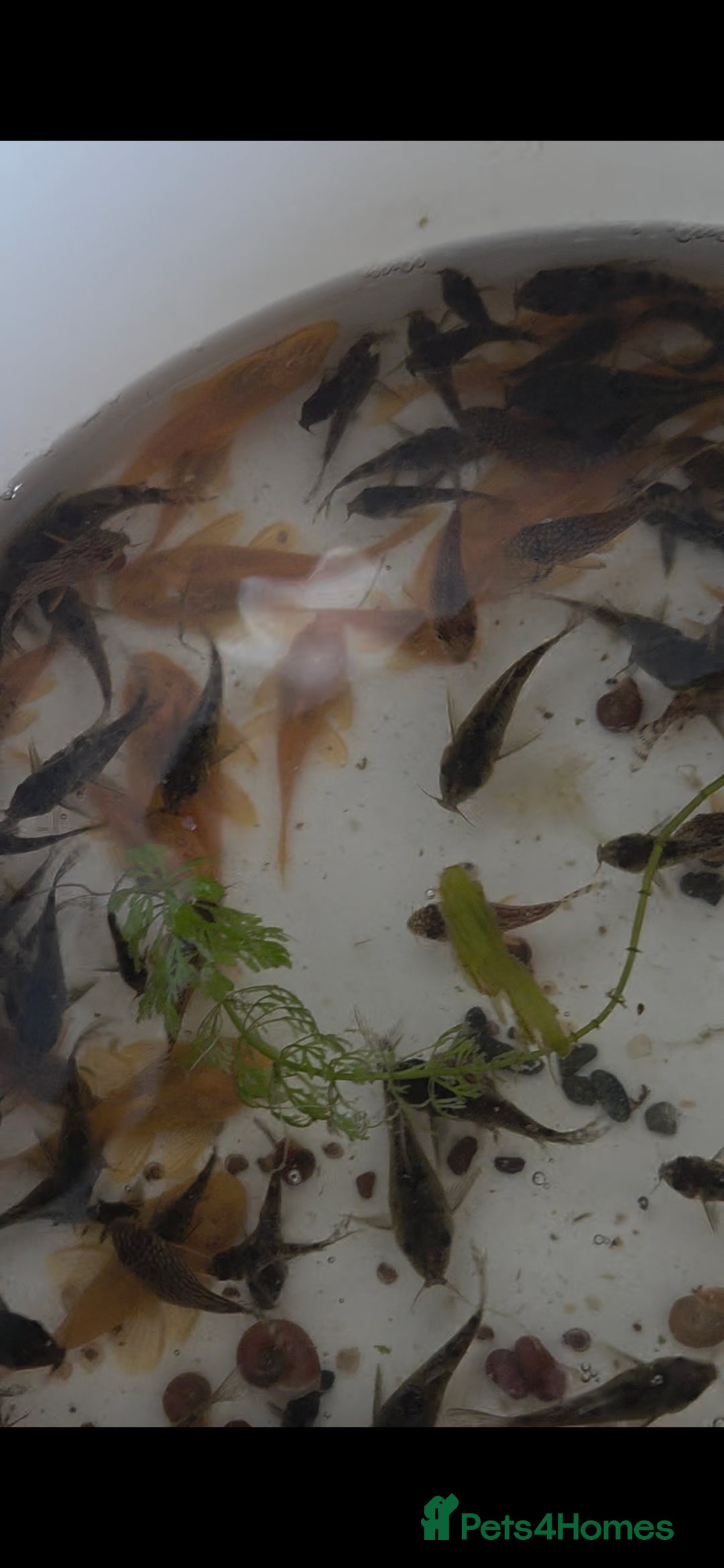 Killifish fish for sale: the fish that are in the photo Read the descriptio - Image 9