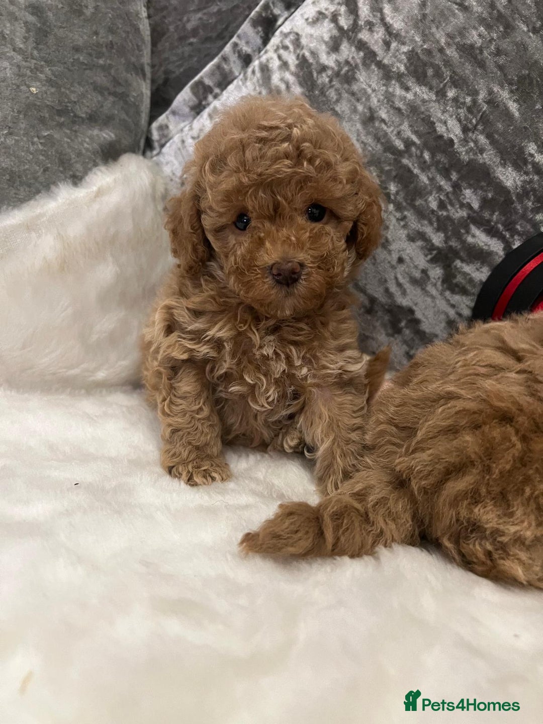 Cavapoo dogs for sale: Mixed litter ofBeautiful cavapoo  - Advert 9