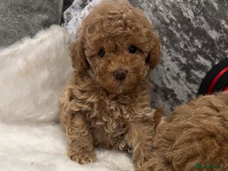Cavapoo dogs Mixed litter of Beautiful cavapoo - Advert 3
