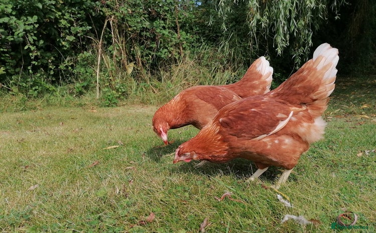Chickens poultry - Advert 9