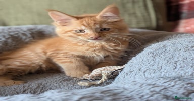 Maine Coon cats - Advert 12