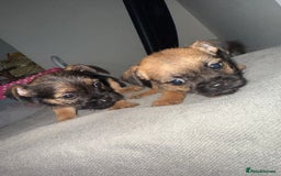 Border Terrier dogs for sale: Border terrier puppies  - Advert 8