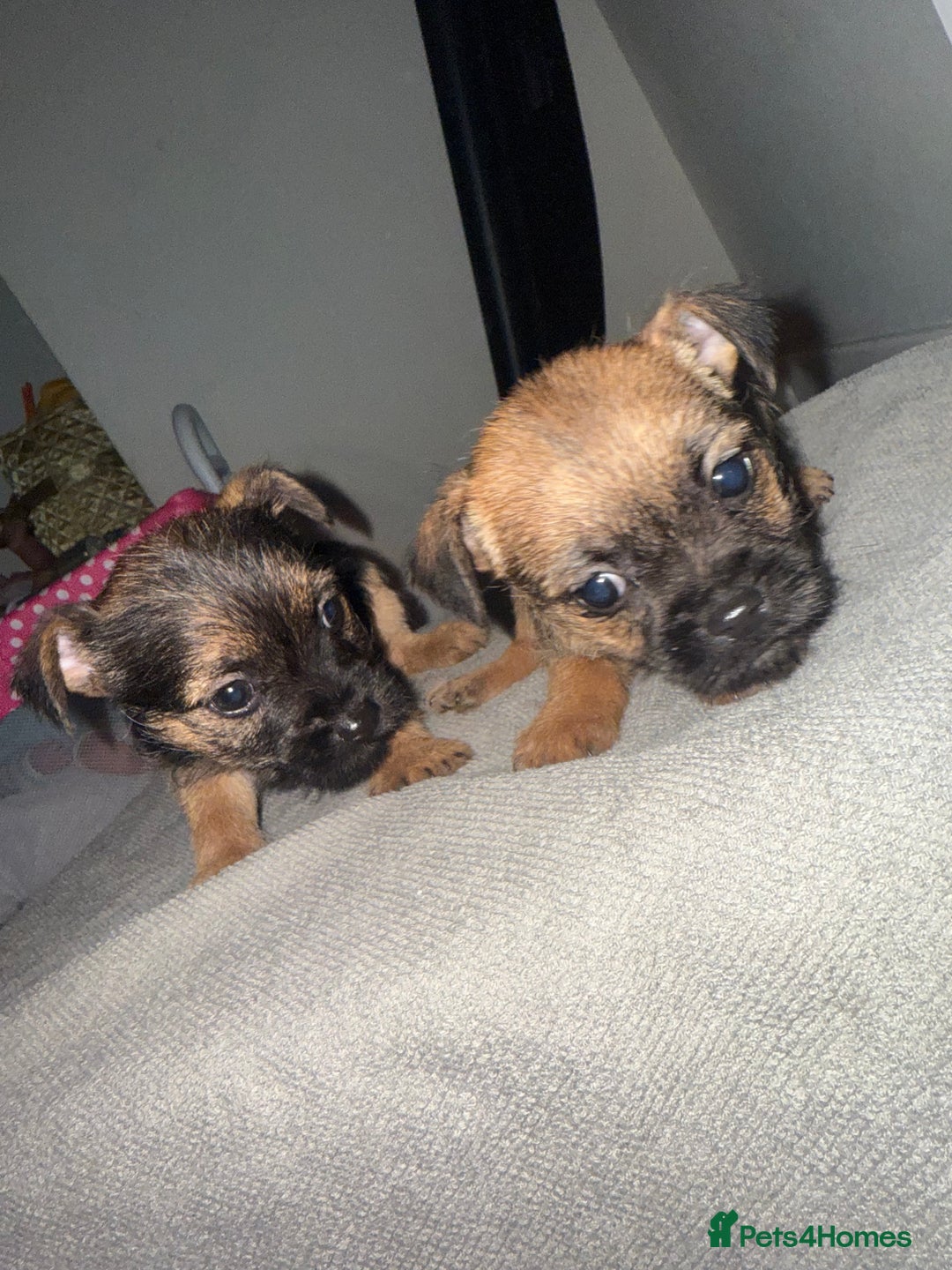 Border Terrier dogs for sale: Border terrier puppies  - Advert 8