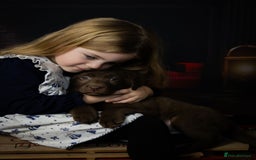 Labrador Retriever dogs for sale: Chocolate Labrador puppies  - Advert 6