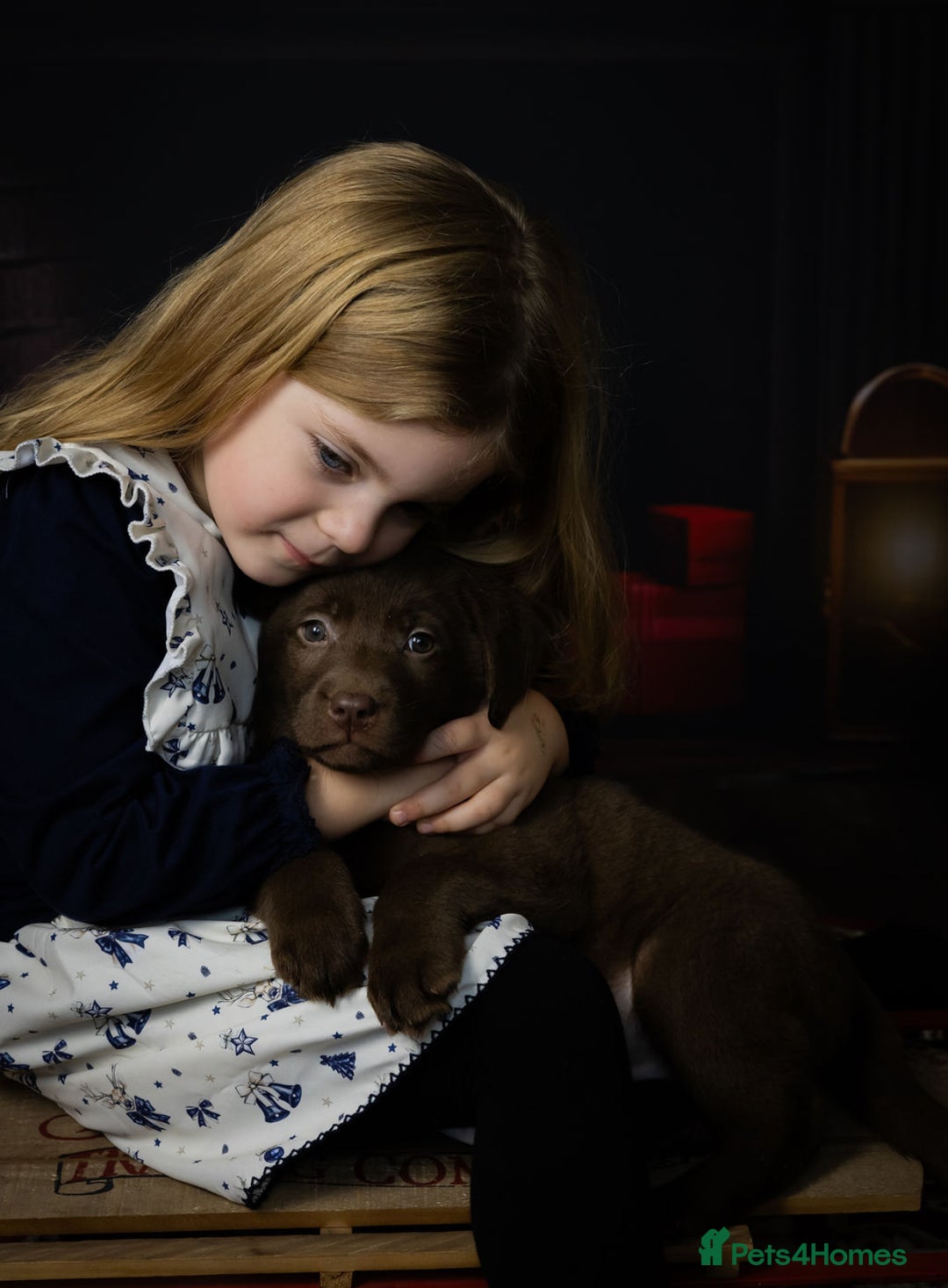 Labrador Retriever dogs for sale: Chocolate Labrador puppies  - Advert 6