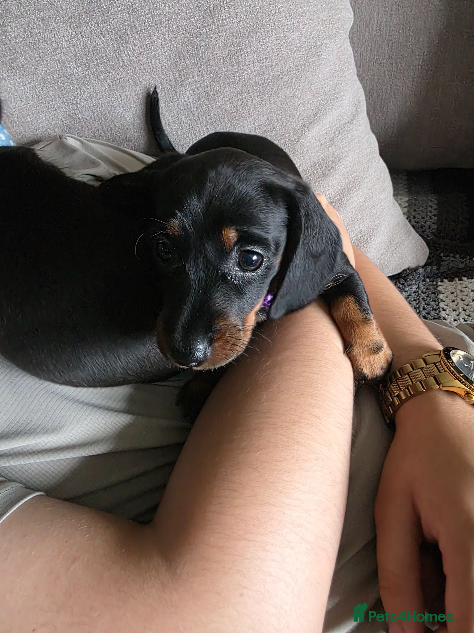 Dachshund dogs Three long haird beautiful Dachshund in Liverpool - Advert 1