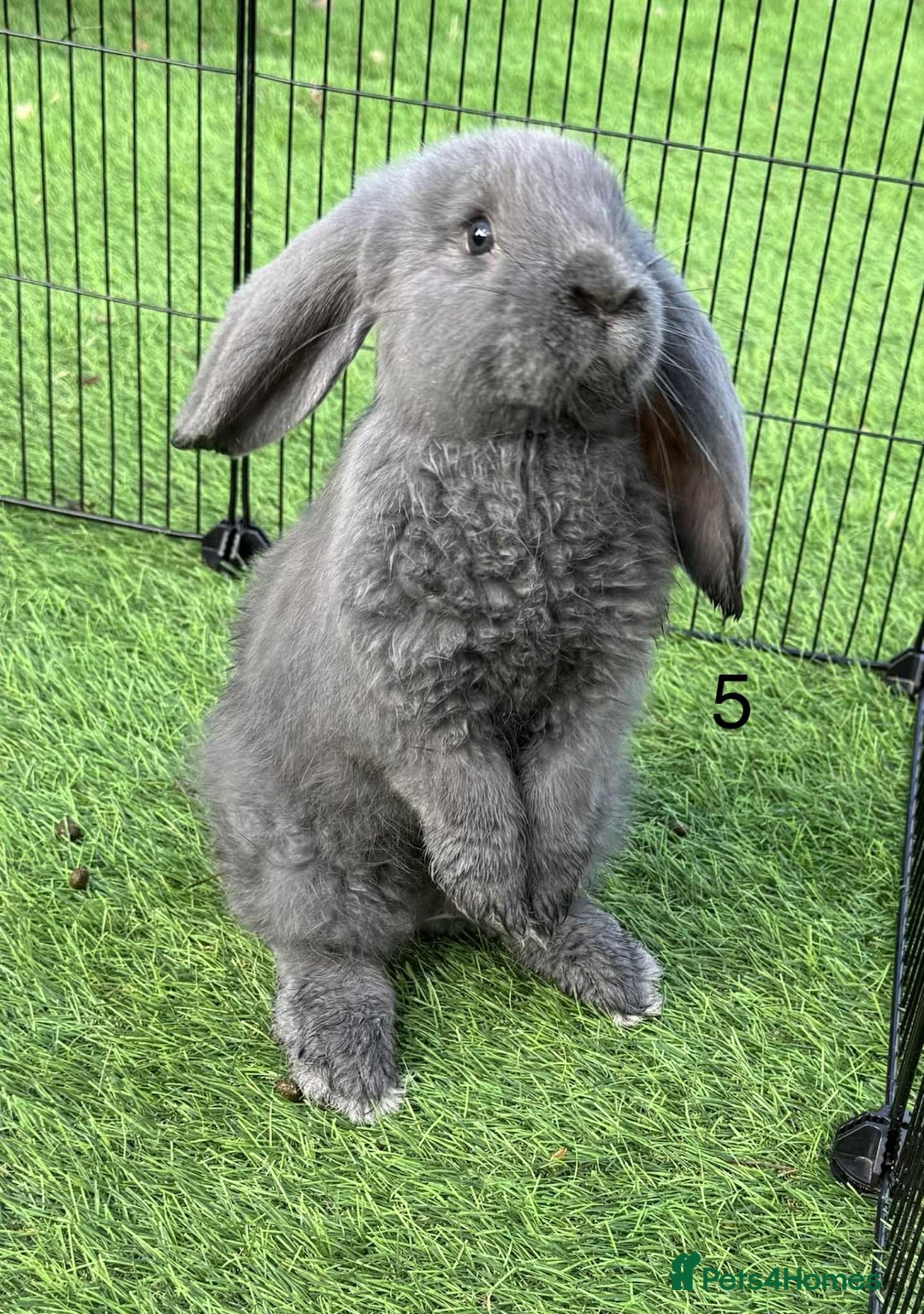 French Lop rabbits for sale: French lop - Advert 1