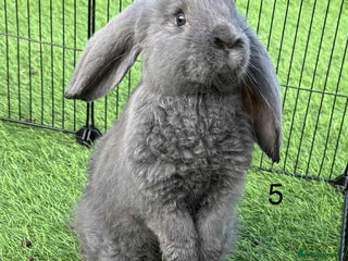 French Lop rabbits French lop - Advert 1