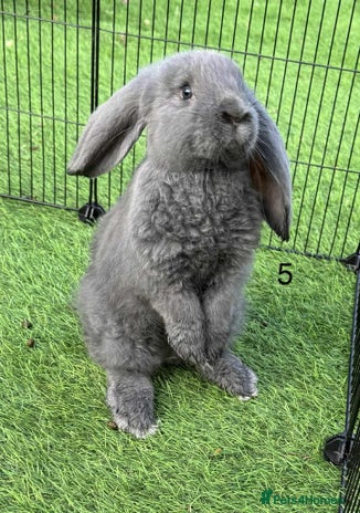 French Lop rabbits - Advert 2