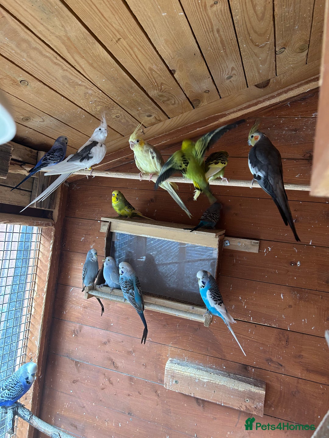 Cockatiels birds for sale: Cockatiels for sale - Image 1