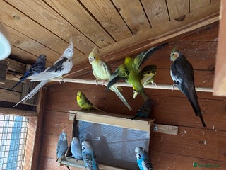 Cockatiels birds - Advert 11