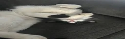 Domestic Shorthair cats for sale: Male cat  in Mansfield - Advert 3