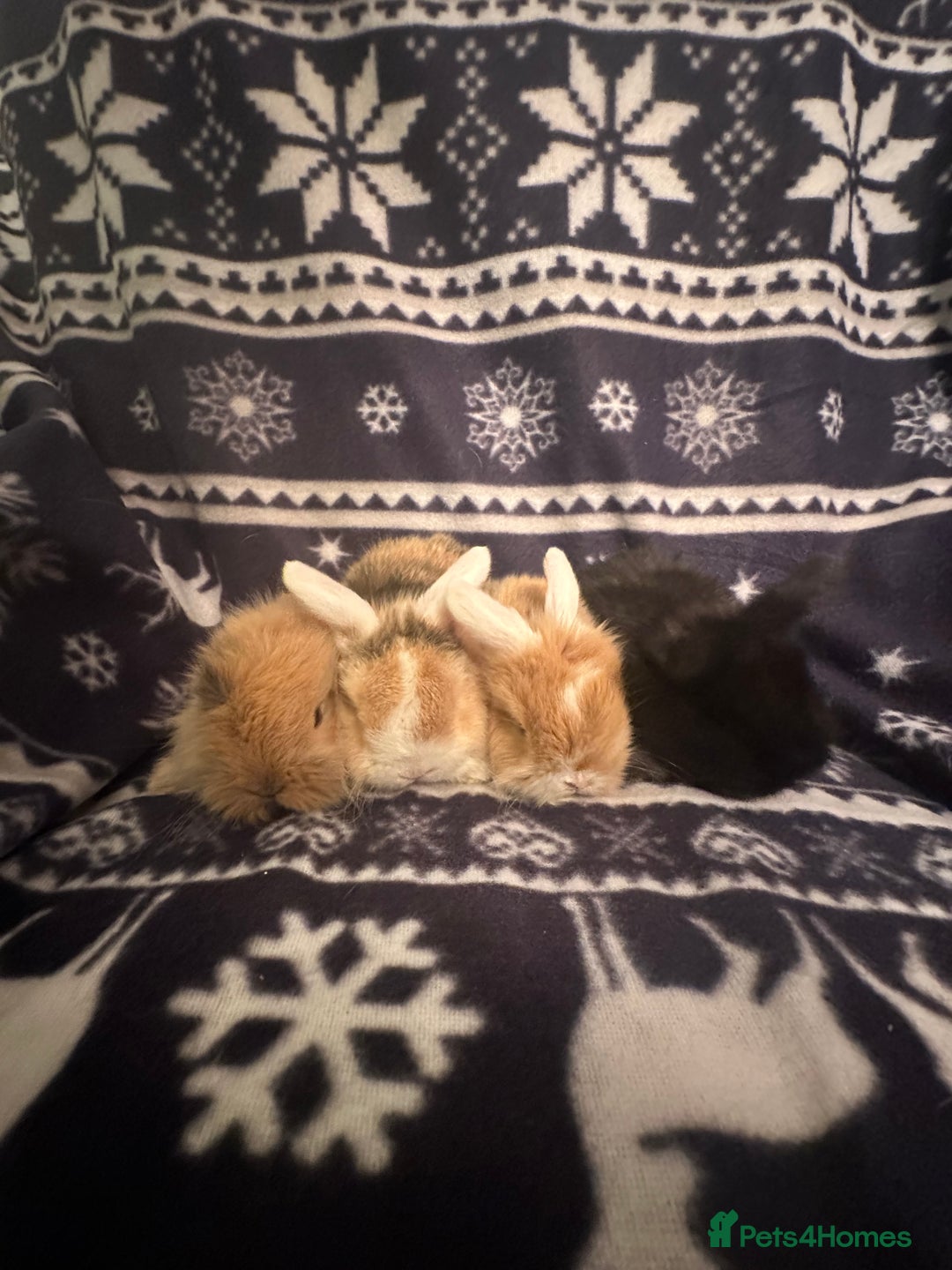 Mini Lop rabbits for sale: Mini lop bunnies  - Advert 12