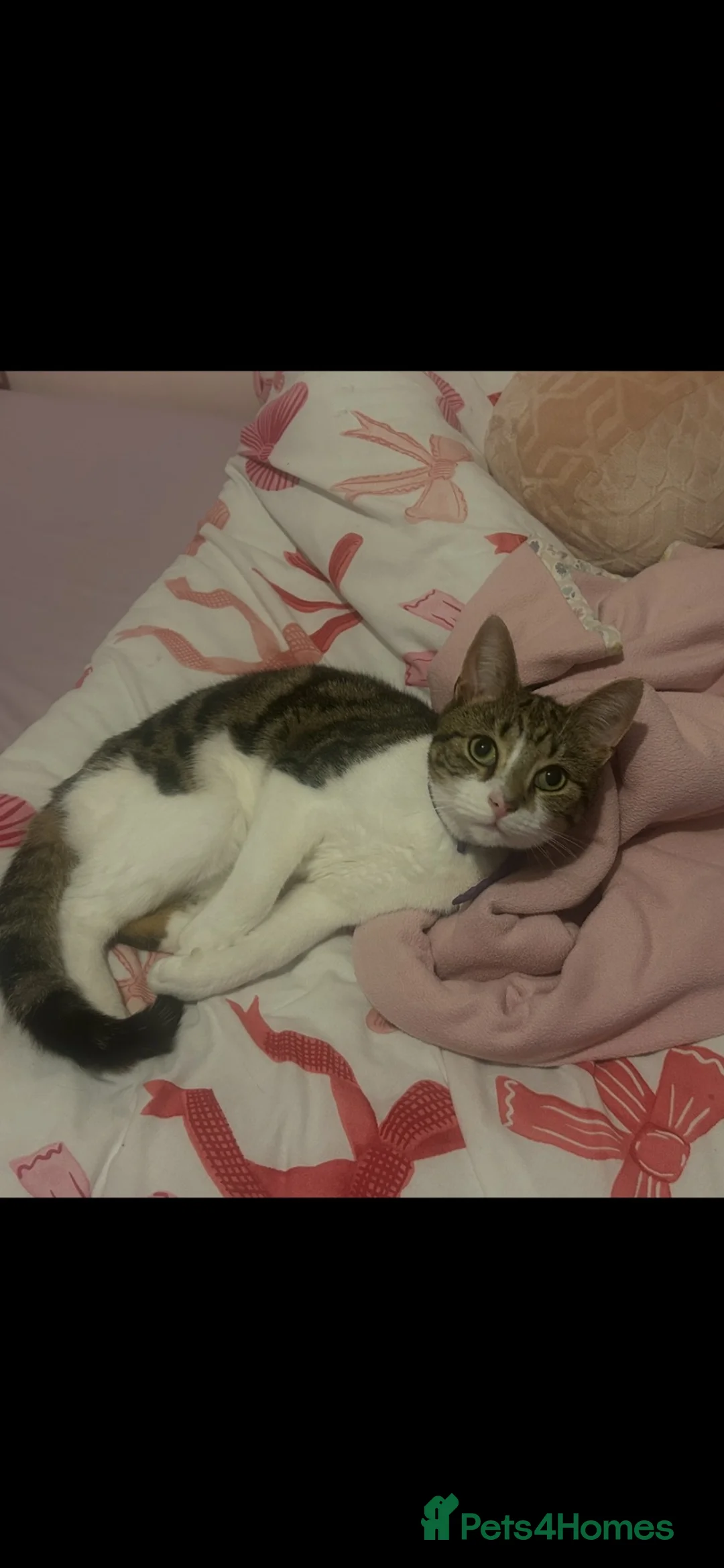 Domestic Shorthair cats for sale: 2 cats siblings male and female  - Advert 2
