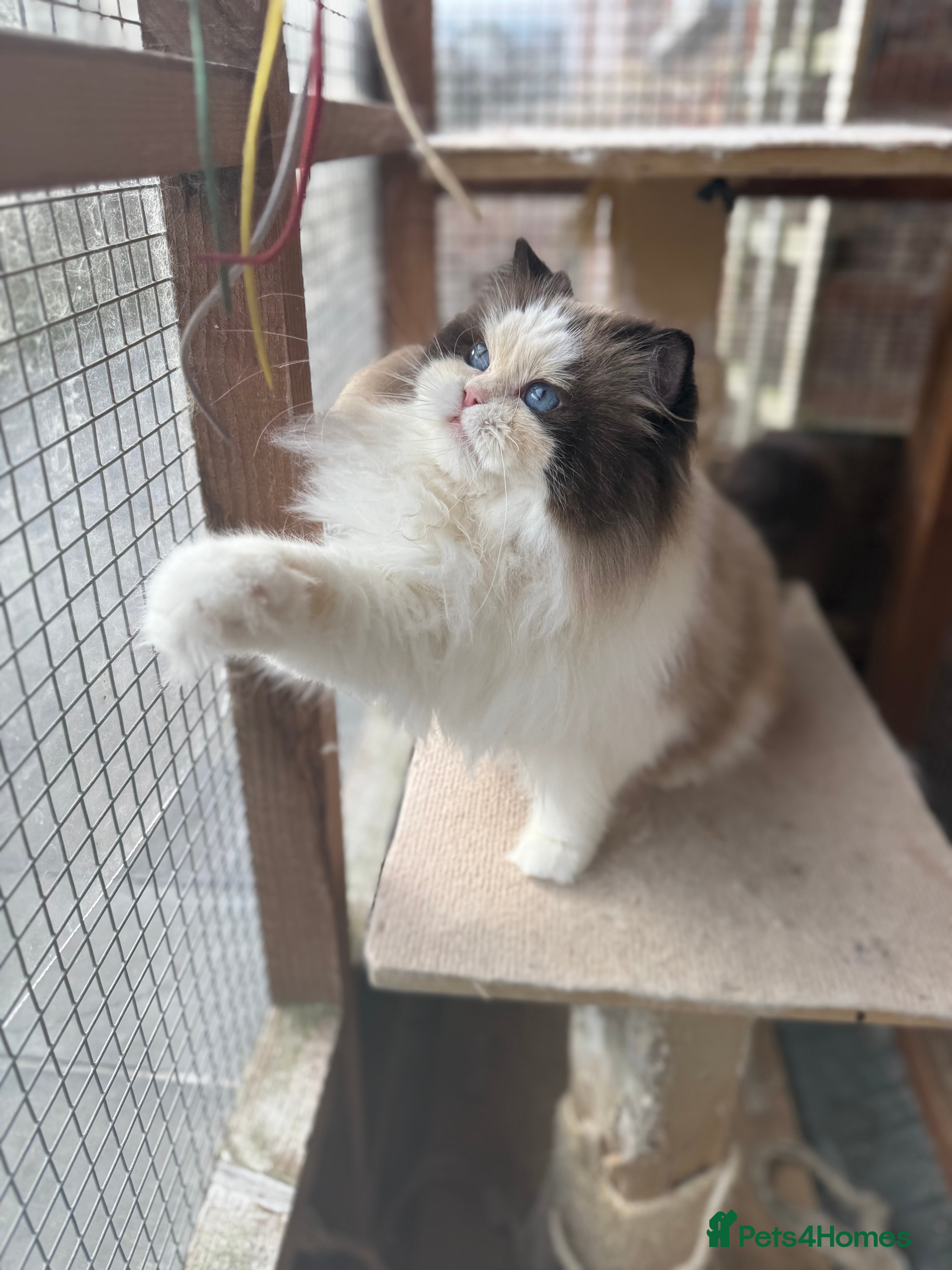 Ragdoll cats Seal bicolour male for stud  - Advert 4