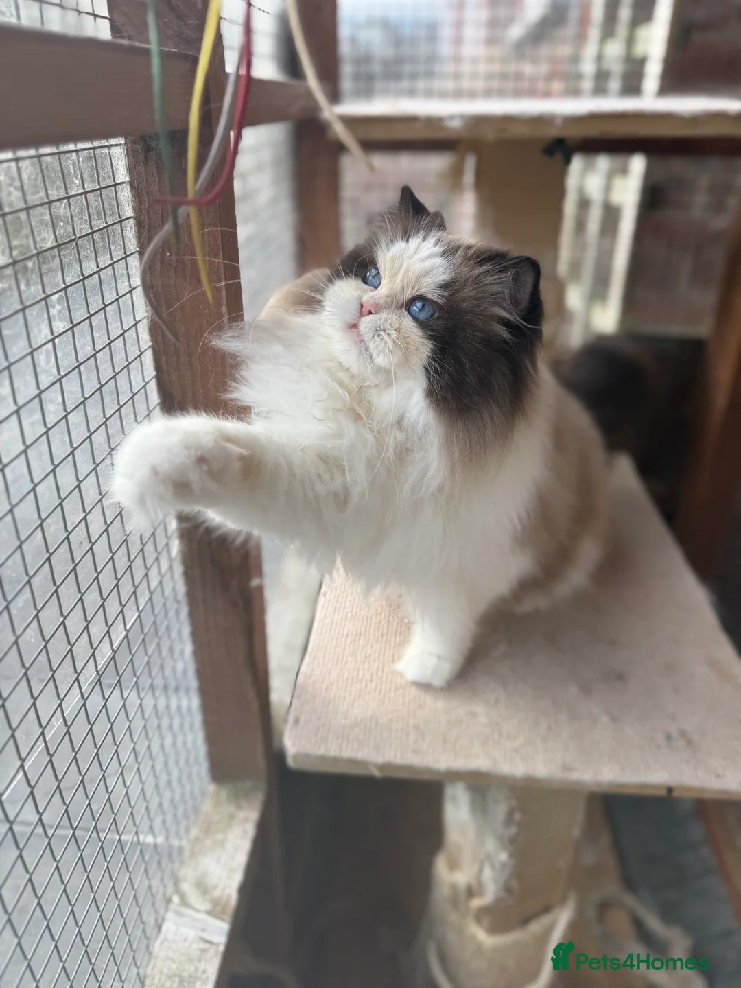 Ragdoll cats for stud: Seal bicolour male for stud  - Advert 1