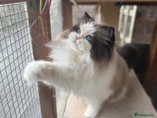 Ragdoll cats Seal bicolour male for stud - Advert 4